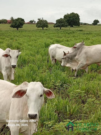 Fazenda, 610 hectares - Foto 3