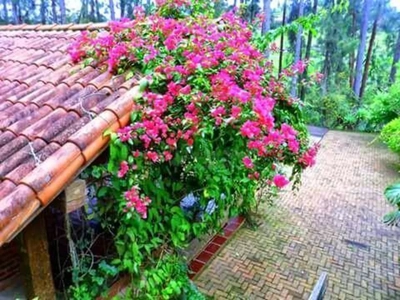 Sítio, 4 quartos, 5070 m² - Foto 4