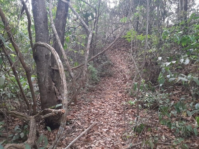 Chácara, 2 hectares - Foto 4