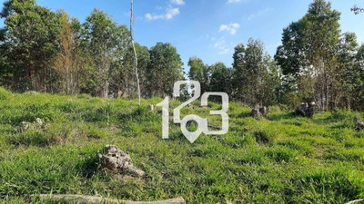 Sítio, 12 hectares - Foto 5