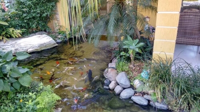 Chácara, 6 quartos, 5000 m² - Foto 4