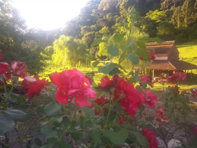 Sítio, 46 hectares - Foto 4