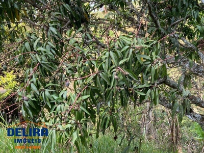 Sítio, 4 quartos, 3000 m² - Foto 4