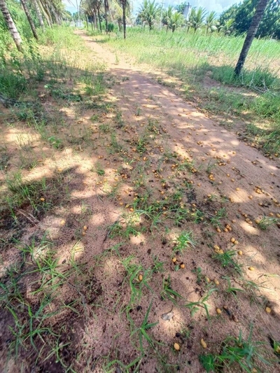 Sítio, 10 hectares - Foto 4