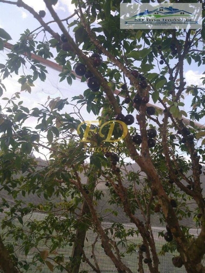 Sítio, 2 quartos, 3 hectares - Foto 3