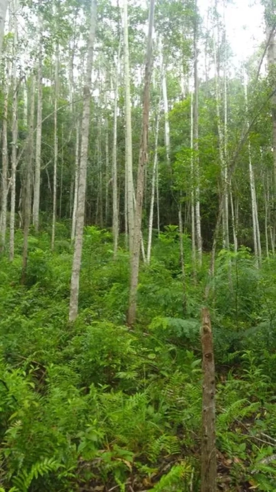 Sítio, 1 quarto, 120 m² - Foto 4