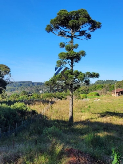 Chácara, 2 quartos, 2 hectares - Foto 4