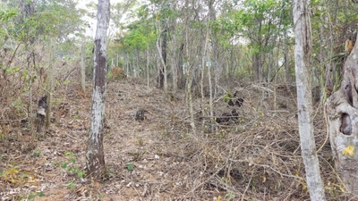 Terreno, 980 m² - Foto 4