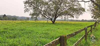 Sítio, 10 hectares - Foto 2