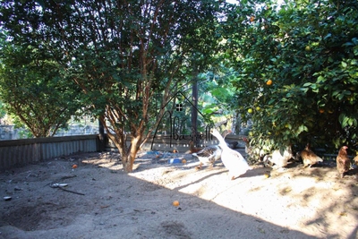 Chácara, 2 quartos, 1650 m² - Foto 4