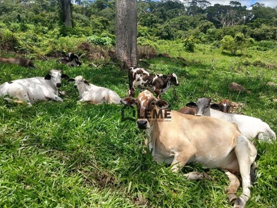 Sítio, 3 quartos, 11 hectares - Foto 5