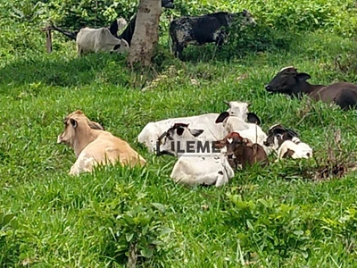 Sítio, 3 quartos, 11 hectares - Foto 1