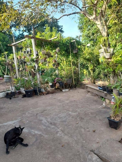 Sítio, 12 hectares - Foto 5