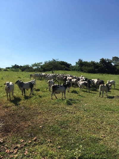 Sítio, 17 hectares - Foto 4