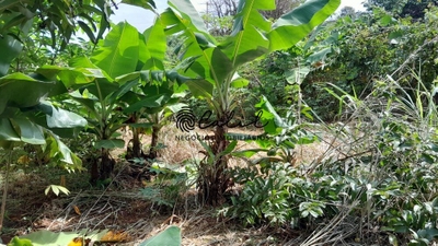 Terreno, 7300 m² - Foto 4