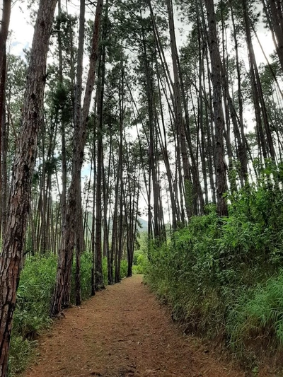 Terreno, 16 hectares - Foto 2