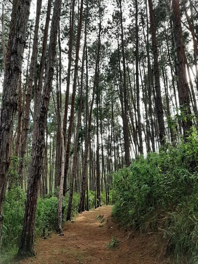 Terreno, 16 hectares - Foto 1