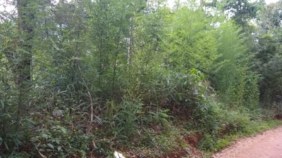 Terreno, 1178 m² - Foto 3