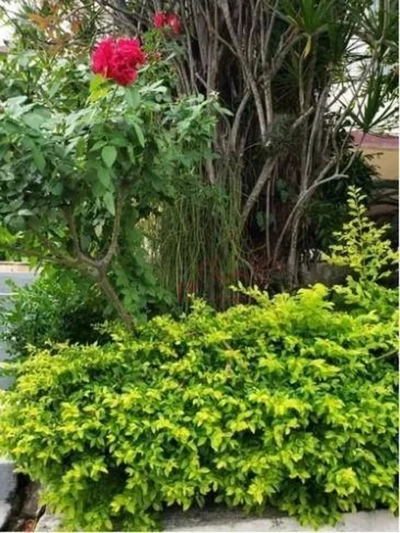 Casa, 4 quartos, 230 m² - Foto 4