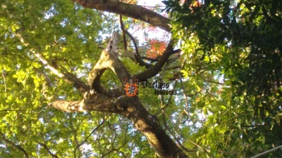 Chácara, 5 quartos, 2003 m² - Foto 5