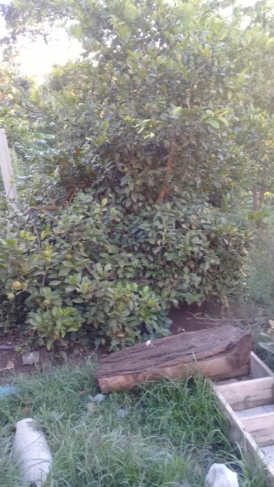 Chácara, 3 quartos, 54 m² - Foto 2