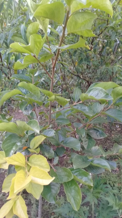 Chácara, 3 quartos, 54 m² - Foto 3