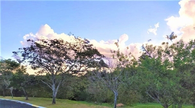 Casa, 5 quartos - Foto 3