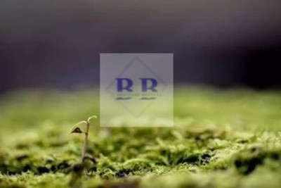 Terreno, 1000 m² - Foto 3