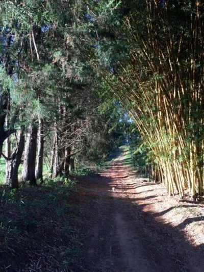 Fazenda-Sítio-Chácara, 94 hectares - Foto 3