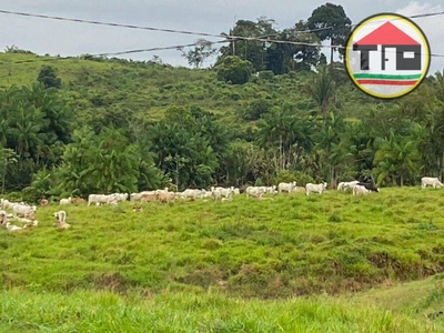 Fazenda-Sítio-Chácara, 411 hectares - Foto 3