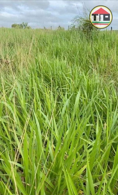 Fazenda-Sítio-Chácara, 1036 hectares - Foto 4