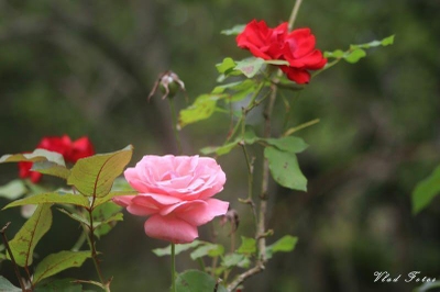 Terreno, 20 hectares - Foto 2