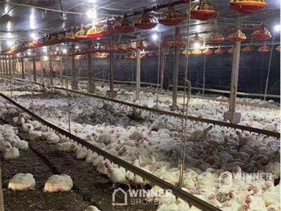 Sítio, 2 hectares - Foto 4