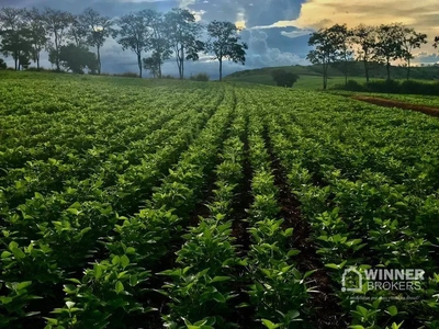 Fazenda, 806 hectares - Foto 4