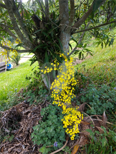 Chácara, 3 quartos, 4000 m² - Foto 3