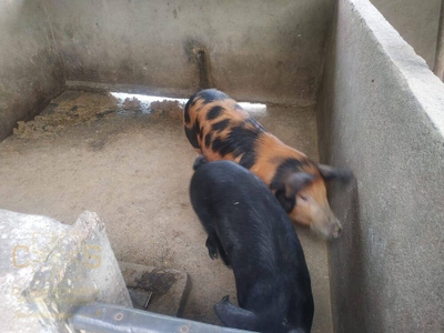 Sítio, 3 quartos, 3 hectares - Foto 4