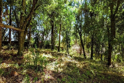 Terreno, 2189 m² - Foto 2