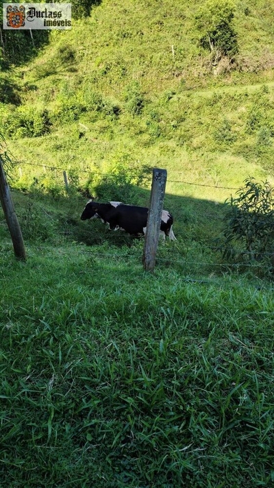 Sítio, 3 quartos, 4 hectares - Foto 4