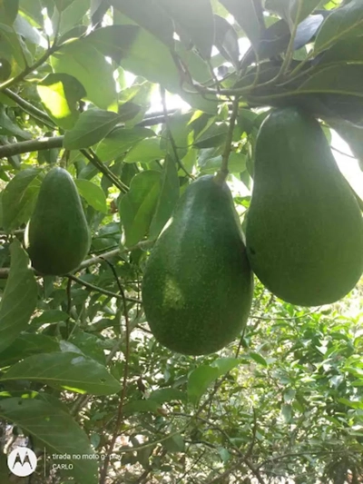 Chácara, 3 quartos, 4 m² - Foto 3