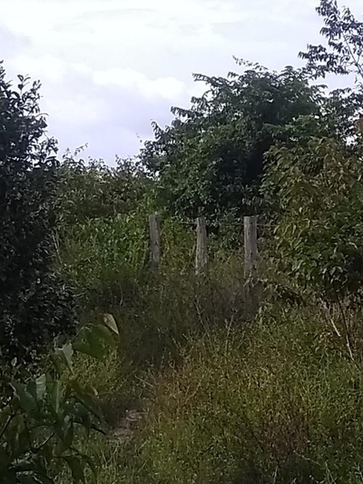 Fazenda-Sítio-Chácara - Foto 3