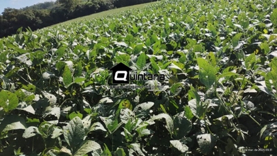 Fazenda-Sítio-Chácara, 390 hectares - Foto 1