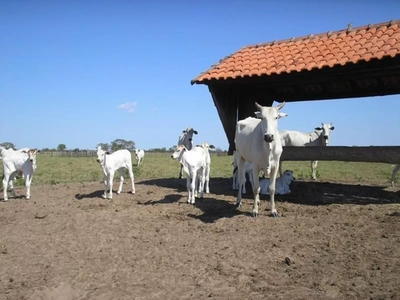 Fazenda - Foto 4