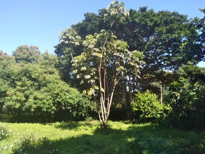 Chácara, 4 quartos, 5000 m² - Foto 3