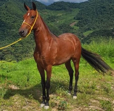 Fazenda, 8 hectares - Foto 5