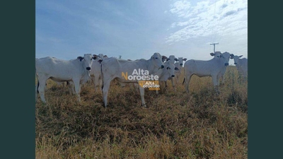 Terreno, 6 hectares - Foto 2