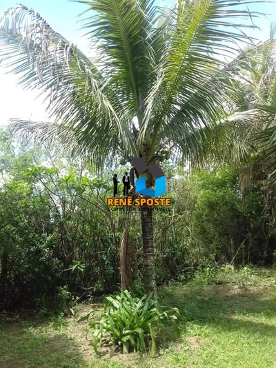 Chácara, 5 quartos, 5685 m² - Foto 2