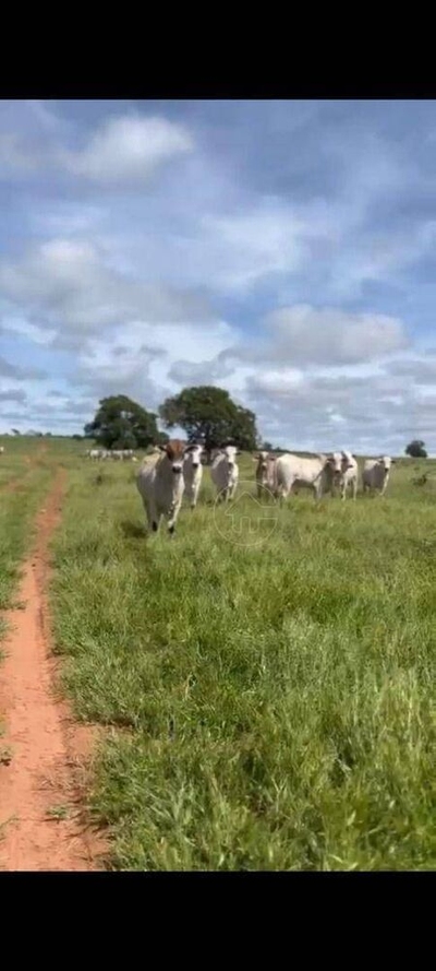 Fazenda-Sítio-Chácara, 7000 hectares - Foto 3