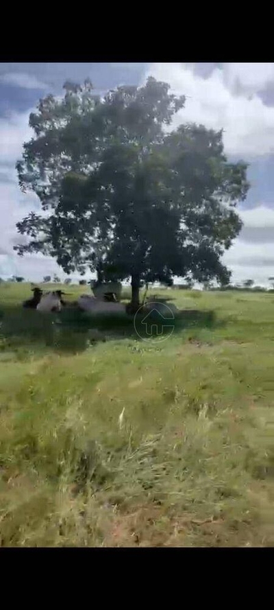 Fazenda-Sítio-Chácara, 7000 hectares - Foto 2