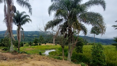 Sítio, 3 quartos, 26 hectares - Foto 3