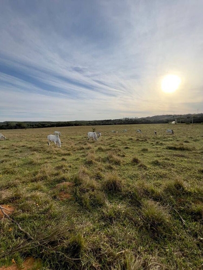 Terreno, 33 hectares - Foto 5